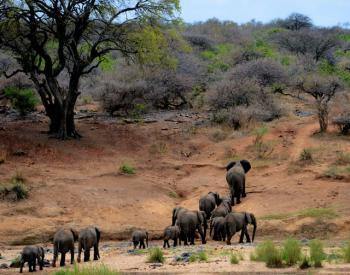 Botswana Safari