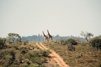 Zuid Afrika Safari