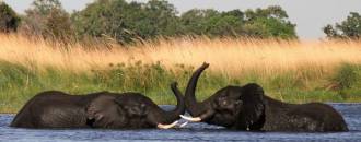 Botswana Reizen Olifanten