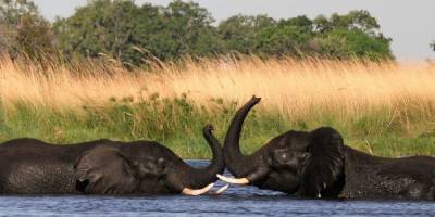 Botswana Reizen Olifanten