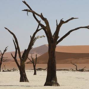 Namibie Reizen Deadvlei