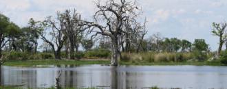 Paradise Pools Moremi