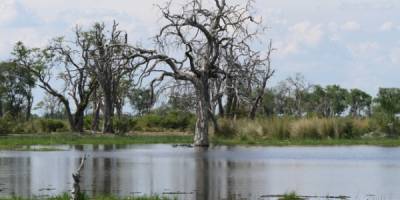 Paradise Pools Moremi