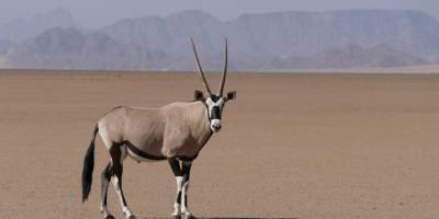 namibie neushoorn