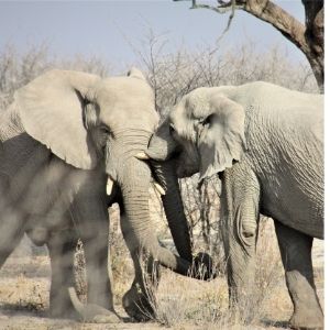 Namibie Etosha dag7 olifanten