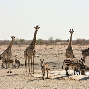 Namibie Etosha dag9 waterhole