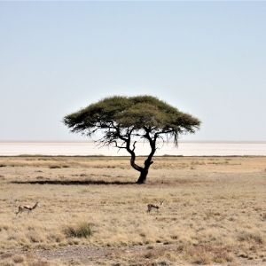 Etosha dag 11