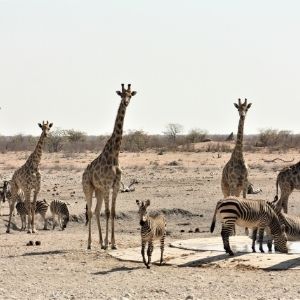 Etosha dag 13