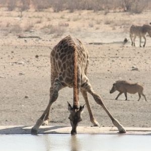 Etosha 11