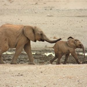 Etosha 9