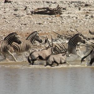 Etosha waterhole 10