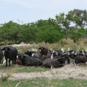 Groep waterbuffels ligt te rusten