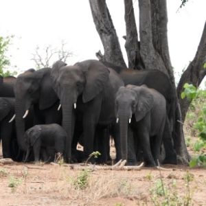 Caprivi 5 kudde olifanten