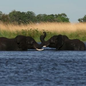 Chobe 7