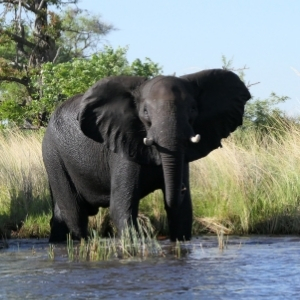 Olifant in het water