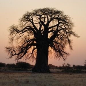 baobab makgadigadi 11