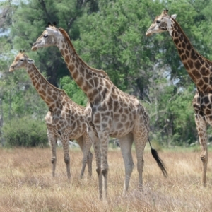 Moremi 13 Lodge