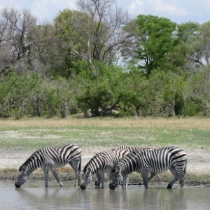 Moremi 13 Lodge