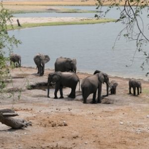 Groep olifanten bij een waterpoel