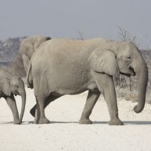 Etosha mama olifant en kalf 3