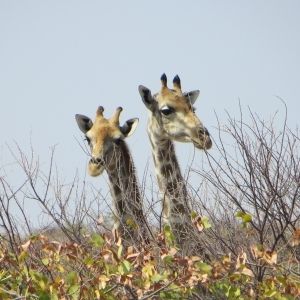 Giraffen steken hoofd boven de struiken uit