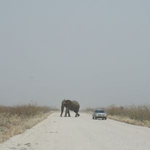 Etosha 14