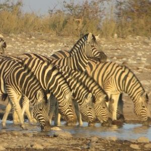 Etosha 16